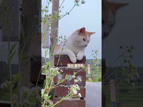 화보찍는 고양이 #cat #고양이 #<strong>낭만고양이</strong> #kitten