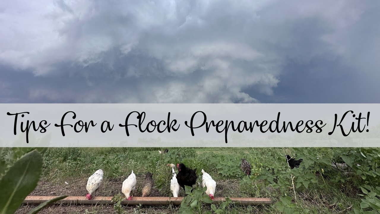 Flock Tips Tips For a Flock Preparedness Kit! - YouTube