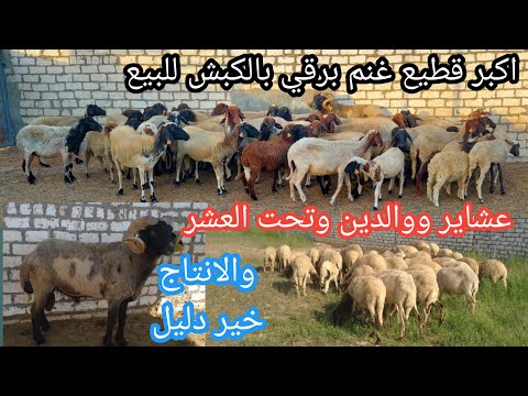 اكبر قطيع غنم برقي حر عشاير ووالدين وبكبش المزرعه شغل علي تقيل اوي ابدأ مشروع جاهز والانتاج خير دليل