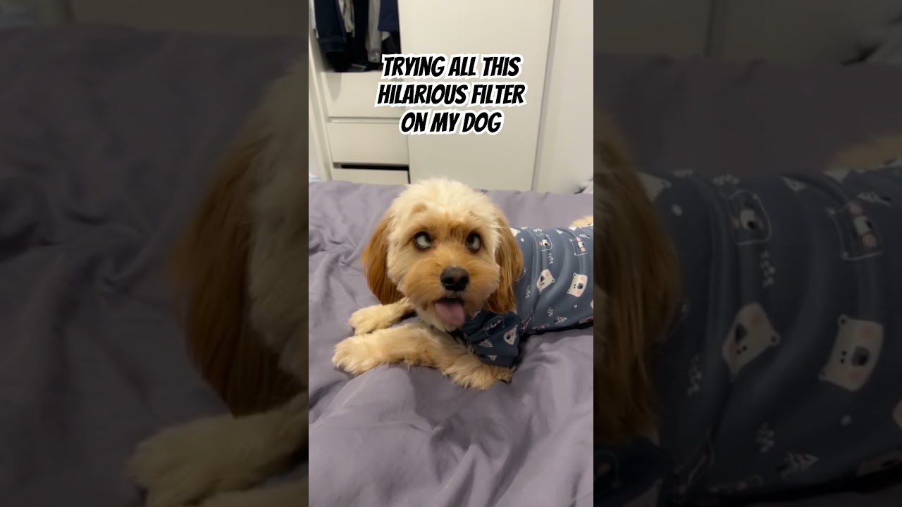 Putting Hilarious snapchat filters on my dog😂 