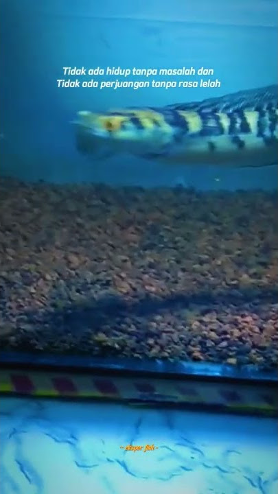 story wa ikan chana ys 10 detik