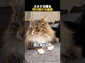 スネてる猫を呼び続けた結果