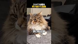 スネてる猫を呼び続けた結果