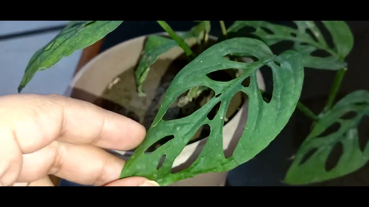 Swiss Cheese monstera plant ko kaise grow kare or kaise bushy banaye. Indoor rakhe ya Outdoor