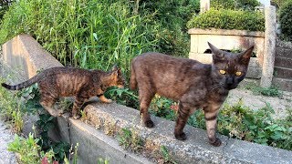 子猫達が道草をくいながら家に帰る