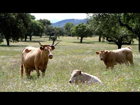 Video: Spain: temperature by month. Weather in Spain