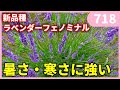 【新品種】暑さ・蒸れに強いラベンダー ｂｙ園芸チャンネル 718 園芸 ガーデニング 初心者