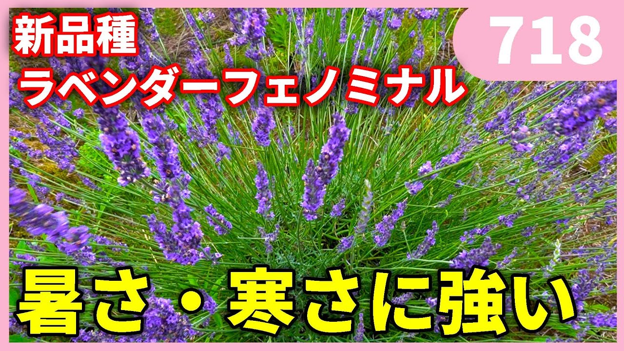 3点おまとめラベンダー 新品種】暑さ・蒸れに強いラベンダー by園芸チャンネル 718 園芸