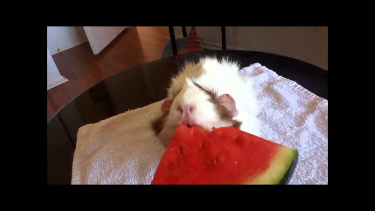 Guinea Pig Eating Watermelon Slice YouTube