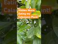 Hidden Worm Eating my Calamansi Plant #camouflage #inchworm