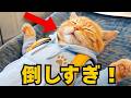 席を倒しすぎた猫がヤバい　This Cat Reclined Too Far