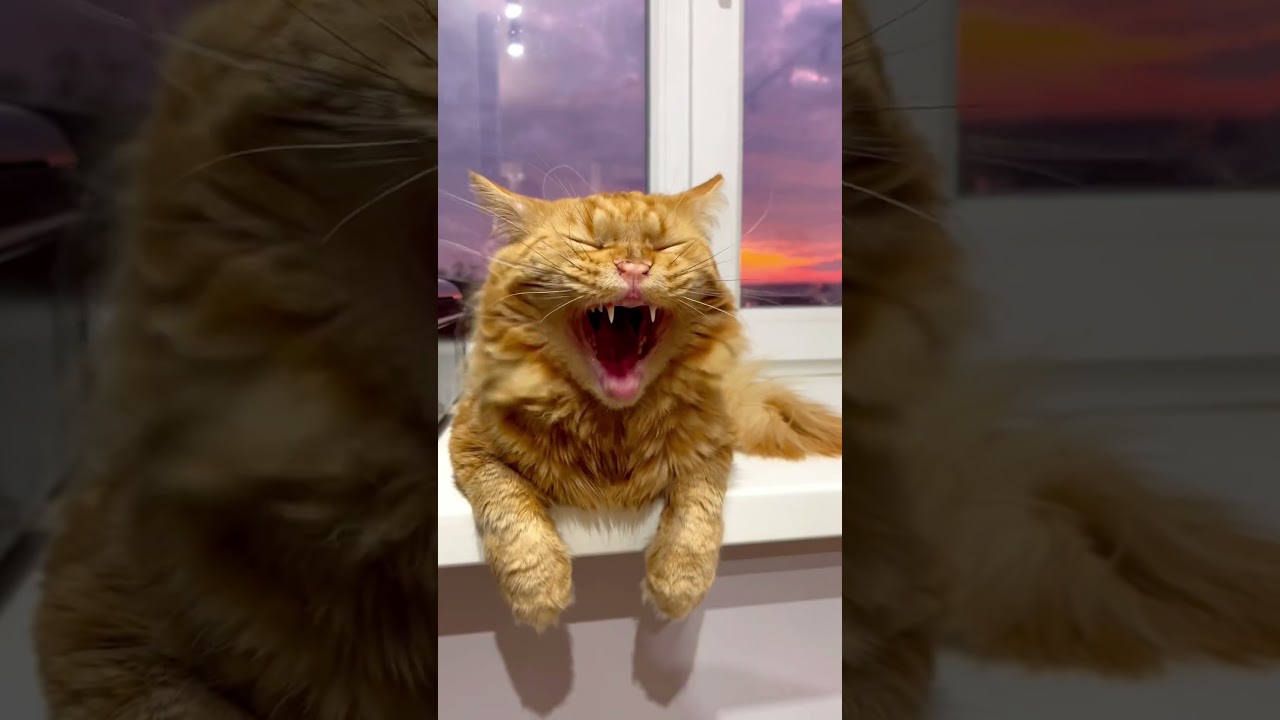 Это правда что рыжие коты все такие?? 