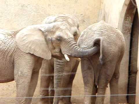 Uma visita ao Zoo - YouTube
