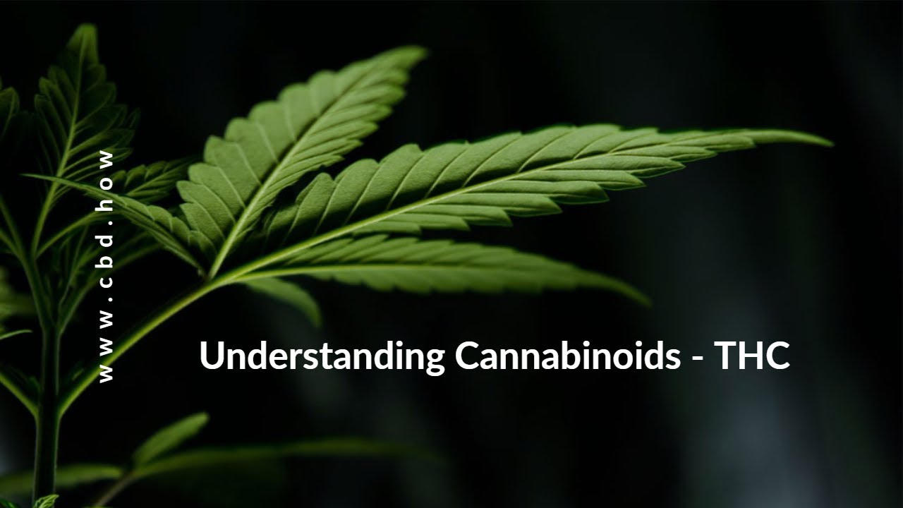 Understanding Cannabinoids THC YouTube