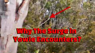 The Latest Surge in Yowie Encounters near Canberra, Yamba & Kilcoy Wealth