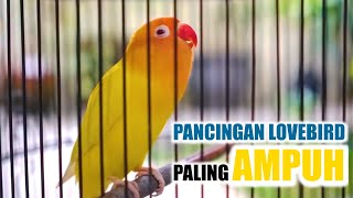 Suara Pancingan Lovebird FULL EMOSI Ampuh 100% bikin lb NGEKEK  gacor