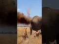 Elephant vs Hyenas… A Wild Surprise! 🐘💨코끼리 vs 하이에나… 충격 반전! 🐘💨ゾウ vs ハイエナ…衝撃の結末！🐘💨