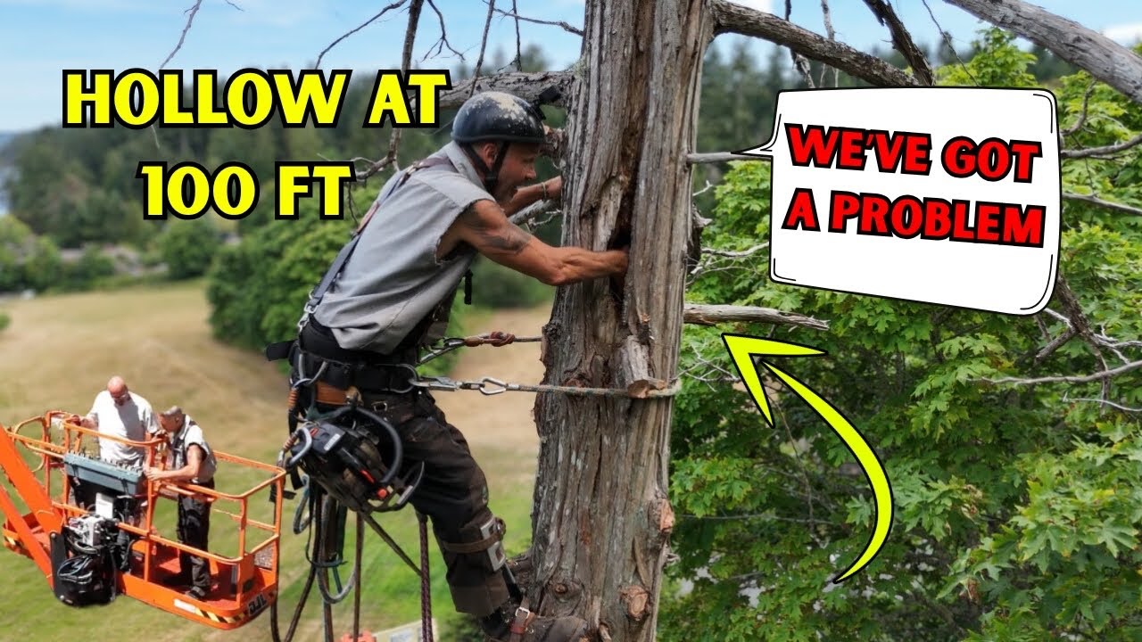 The BIGGEST, MOST DANGEROUS Tree I’ve Climbed In A DECADE! - YouTube