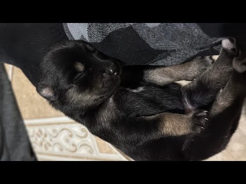 250625 Pho and Five below(u_u)