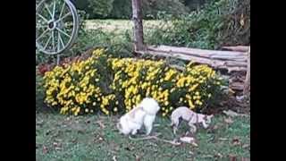 Sissy Pom, Lilgirl And Yellow Mums 10-5-12 By Kay In Nc Mvi7047.Avi.wmv