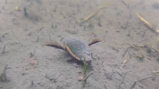 田圃で見つけたコガタノゲンゴロウ Cybister tripunctatus lateralis（Ⅱ）