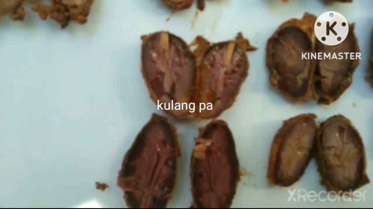 Part 3 Of Fermentation How To Check And Cut Test After 120 Hours Or Part 3 Of Fermentation How To Check And Cut Test After 120 Hours Or