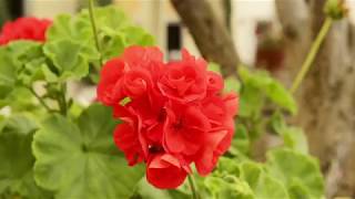 Ayres Suites Diamond Bar Property Tour 2017