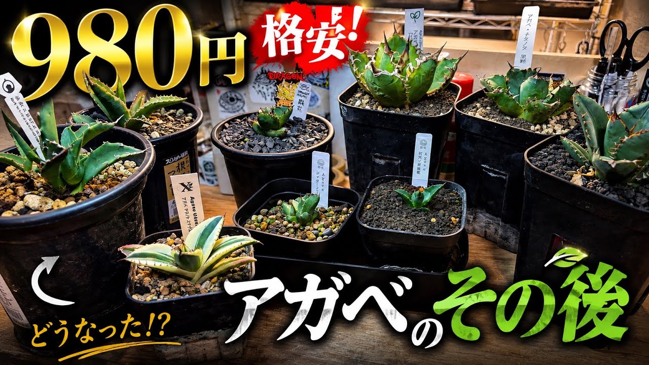 980円で購入したアガベその後紹介 - YouTube