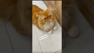 My innocent cute cherry😻#cat #love #shorts #funny #youtubeshorts #viral #trending #best #new #pets
