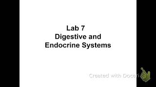 BIOL 152 Macauley Lab 7 Video - Digestive and Endocrine Systems