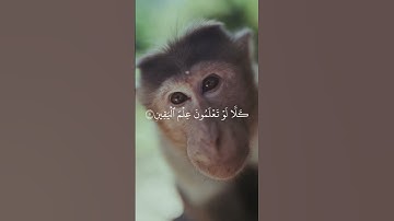 سورة التكاثر كامله للقارئ الشيخ سعد الغامدي