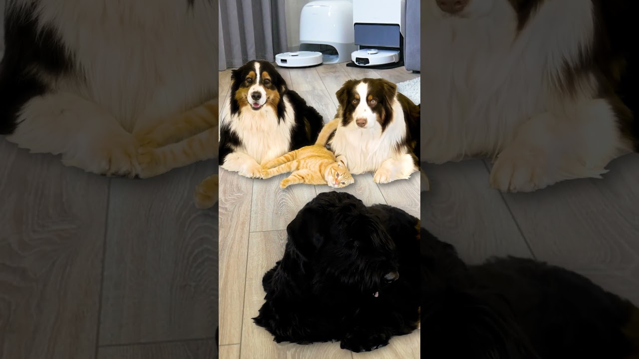 Roborock Q Revo Curv – первый робот-скалолаз!