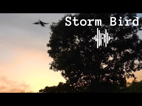 This Storm Bird Woke Me Up With His Singing! Watch To The End...