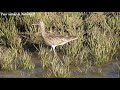 Regenwulp whimbrel white rumped whimbrel