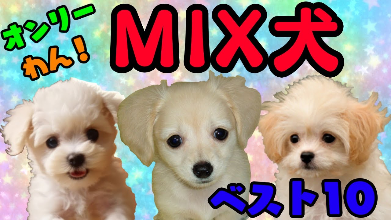 [ランキング]人気の ミックス犬種 ランキング ベスト10 2023年 - YouTube