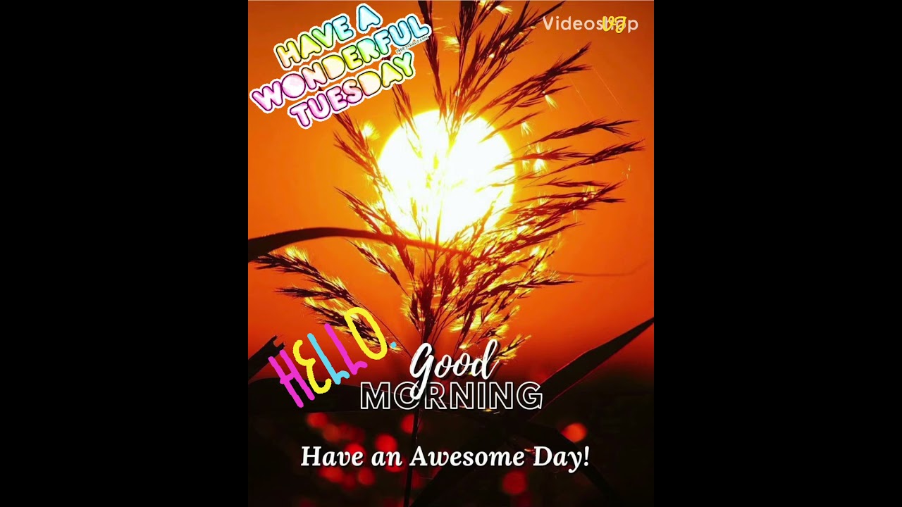 Good Morning Gif Status | Happy Tuesday | Shorts 👍