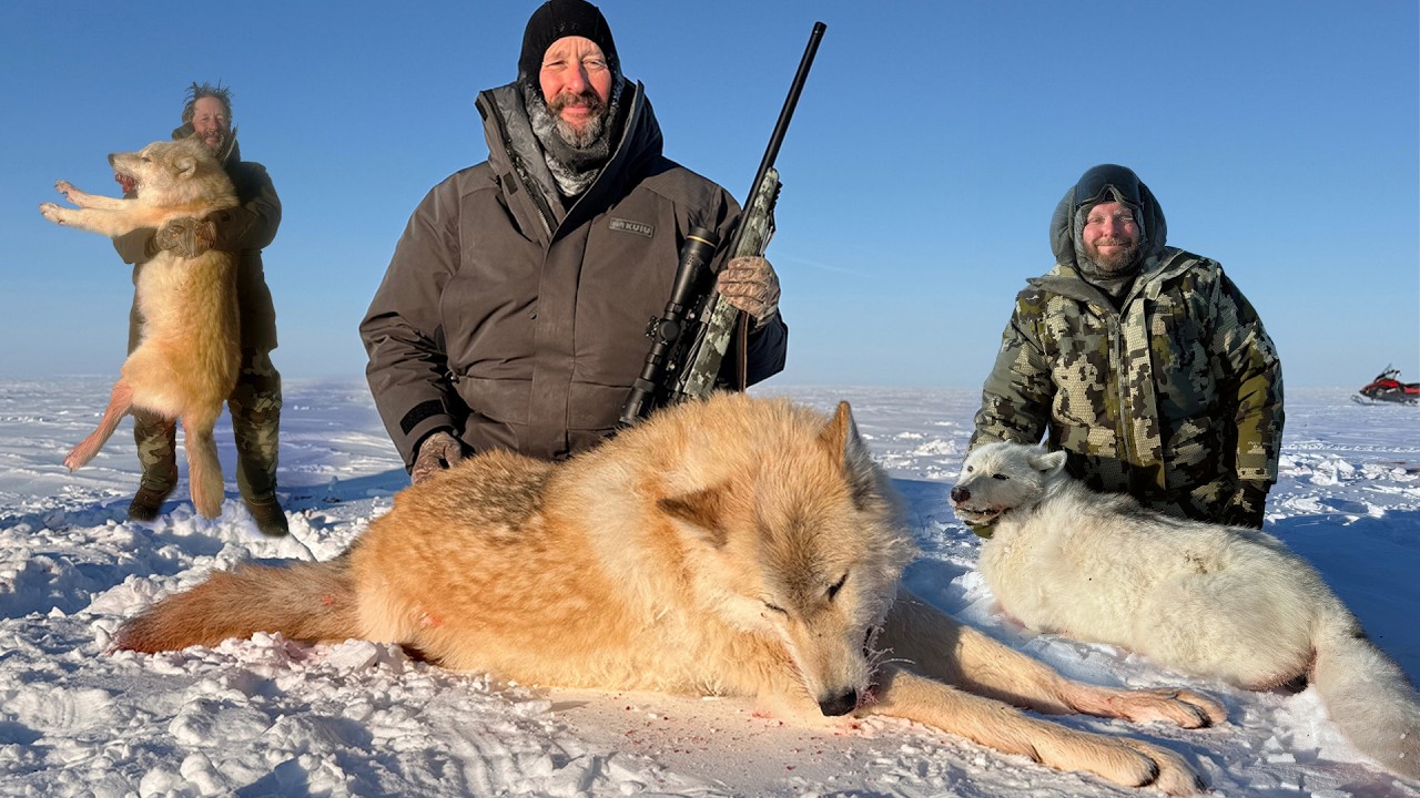Wolf Hunt in the Arctic: Surviving the Wilderness - YouTube