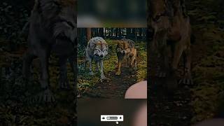 Jacob vs Wolves Fight Scene! 🔥 | Twilight Saga #shorts