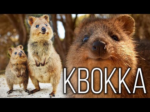 QUOKKA: The Australian "smiler" and the cutest animal | Interesting facts about animals in Australia