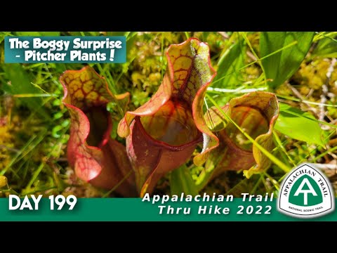 Hike Pitcher AT Thru Hike Day 199 - Pitcher Plants! Pitcher Plants! - YouTube