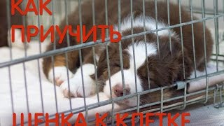 Как приучить щенка к клетке и зачем это нужно. В главных ролях - щенки австралийской овчарки. Как приучить щенка к клетке и зачем это нужно. В главных ролях - щенки австралийской овчарки.