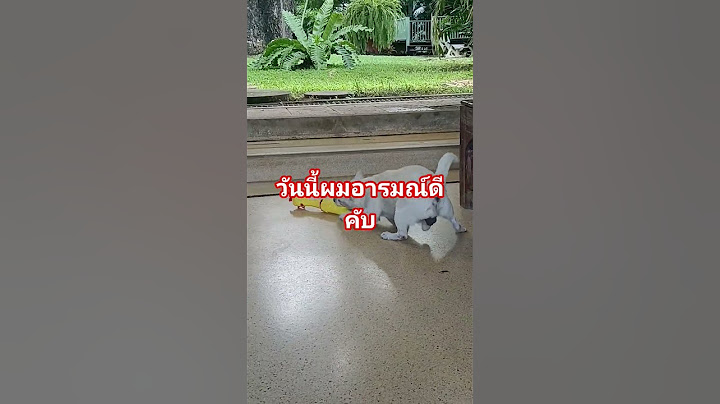 วันนี้ผมอารมณ์ดีคับ #เปิดการมองเห็น #สัตว์เลี้ยงน่ารัก #สุนัข