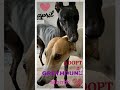 Adopt a Greyhound in April!🥰♥️😍 #adoptme #adoptdontshop #greyhound #greyhounds #greyhoundadoption