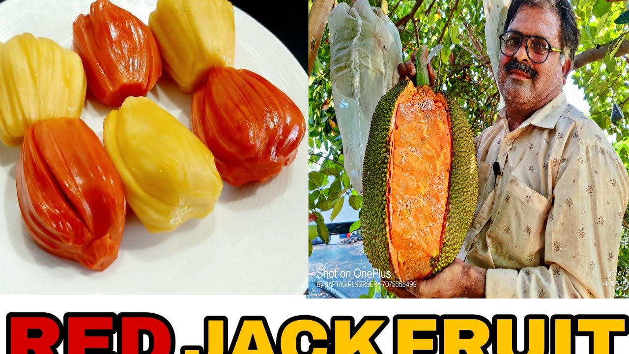 Red Jack Fruit || Latest Variety Jack Fruit    || Packmyplants By Saptagiri Nursery ||