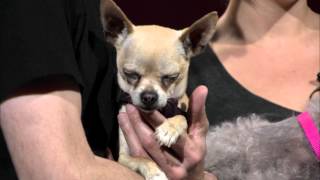 01 15 16 PSA SPCA