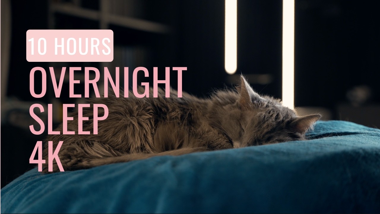 All Night Sleep With Diva | 10 HOURS | Calm Cat Rest