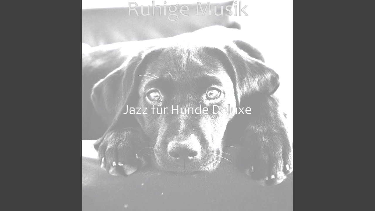 Ruhige Schlafende Hunde YouTube