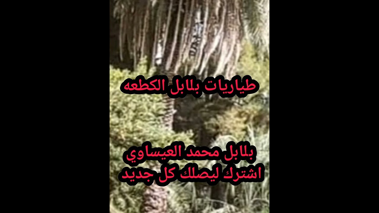 طياريات وندهات بلابل الكطعه لتحريك الخام الغافل والصيد الجديد لا تنسى الاشتراك بقناتي ليصلك كل جديد