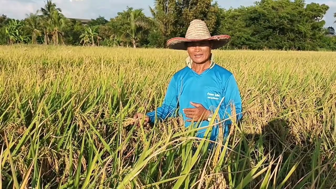 ข้าวกข67 ข้าวปลดหนี้ 😲 [ บ้านนา สวนไร่ ]