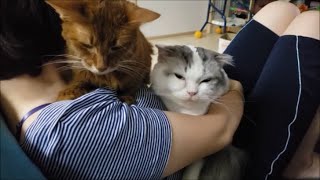 猫にモテるママ。どさくさ紛れで茶猫♀の匂いを堪能する白ボウズ♂